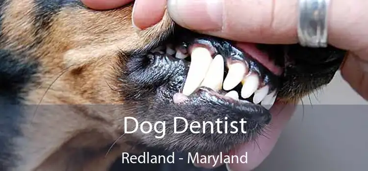Dog Dentist Redland - Maryland