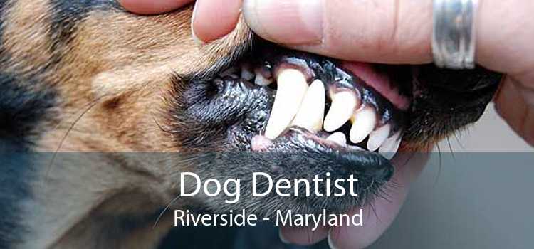 Dog Dentist Riverside - Maryland