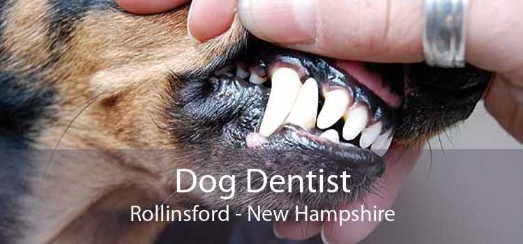 Dog Dentist Rollinsford - New Hampshire