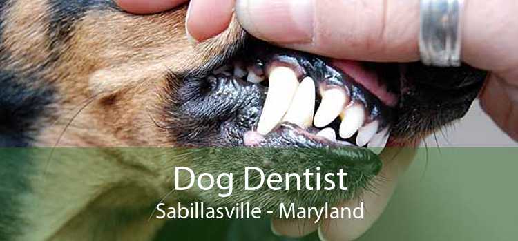 Dog Dentist Sabillasville - Maryland