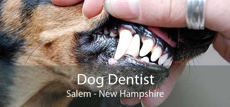 Dog Dentist Salem - New Hampshire