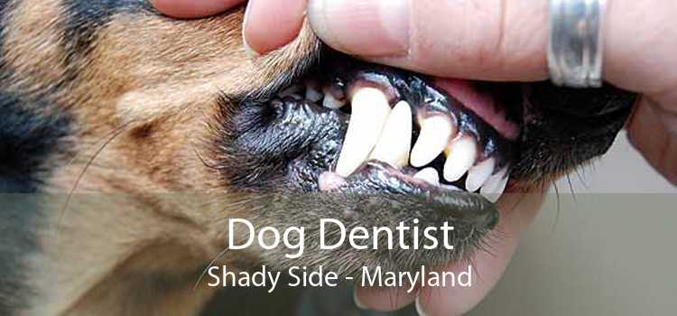 Dog Dentist Shady Side - Maryland