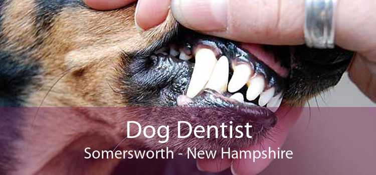 Dog Dentist Somersworth - New Hampshire