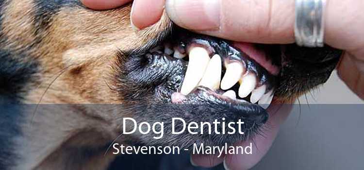 Dog Dentist Stevenson - Maryland