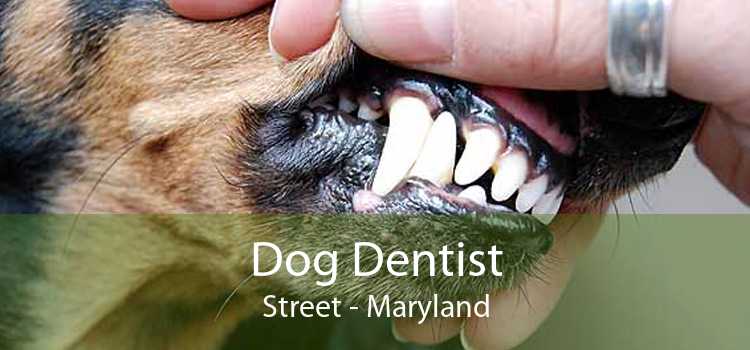 Dog Dentist Street - Maryland