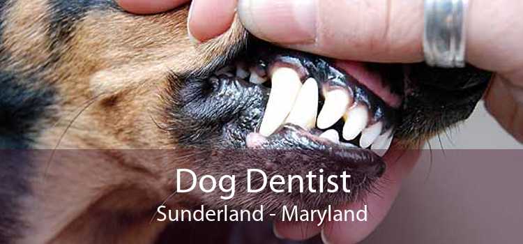 Dog Dentist Sunderland - Maryland