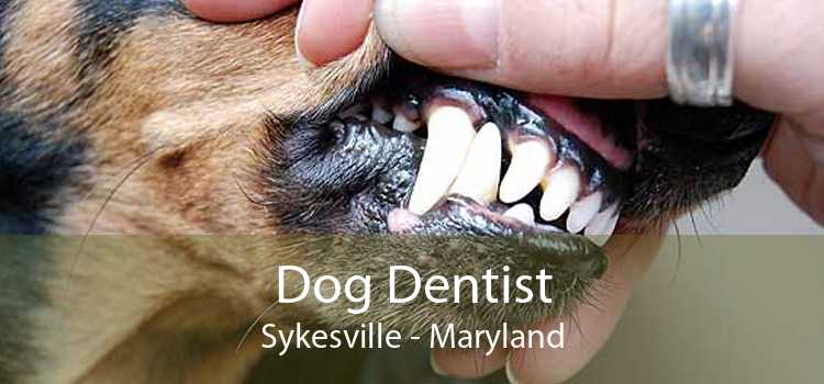 Dog Dentist Sykesville - Maryland