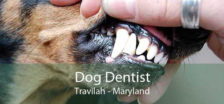 Dog Dentist Travilah - Maryland