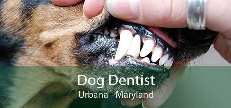 Dog Dentist Urbana - Maryland