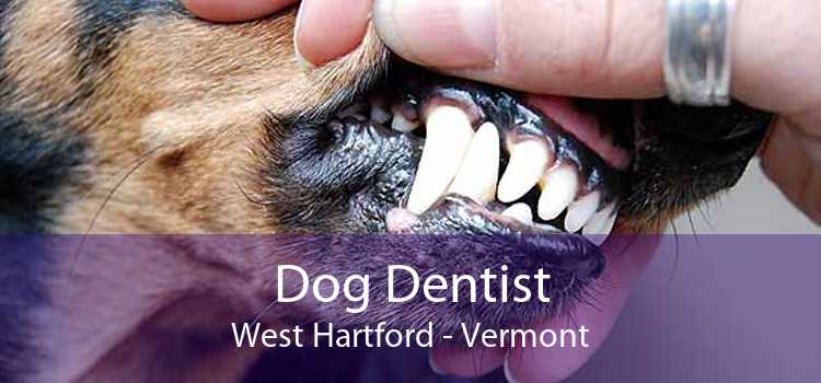 Dog Dentist West Hartford - Vermont