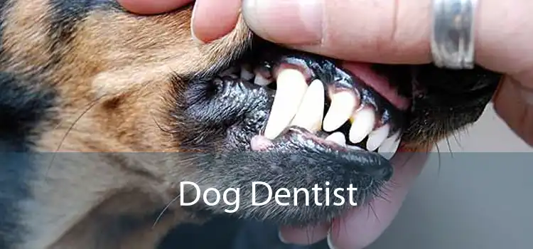 Dog Dentist
