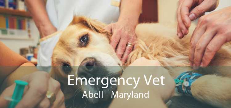 Emergency Vet Abell - Maryland