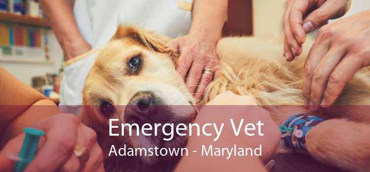 Emergency Vet Adamstown - Maryland