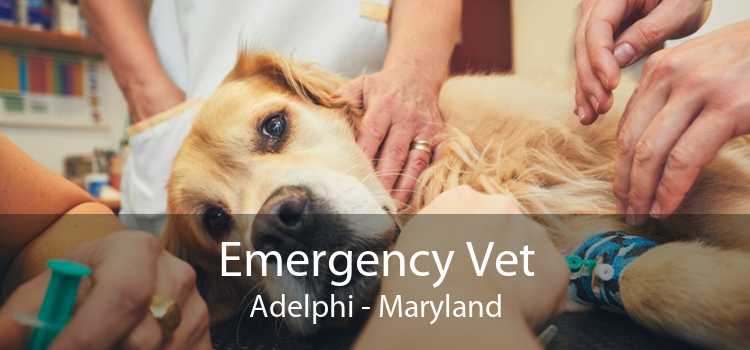 Emergency Vet Adelphi - Maryland