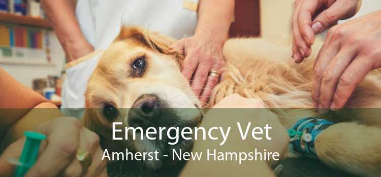 Emergency Vet Amherst - New Hampshire
