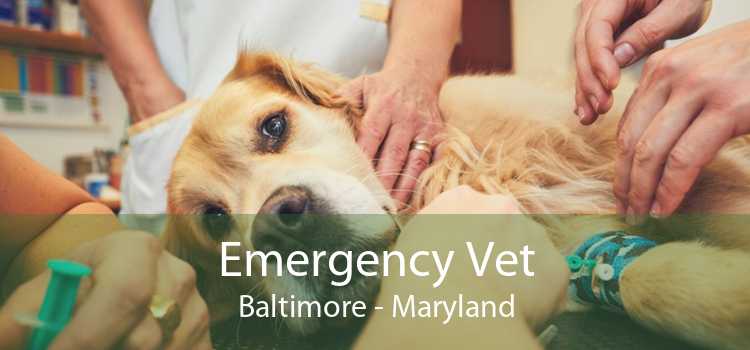 Emergency Vet Baltimore - Maryland