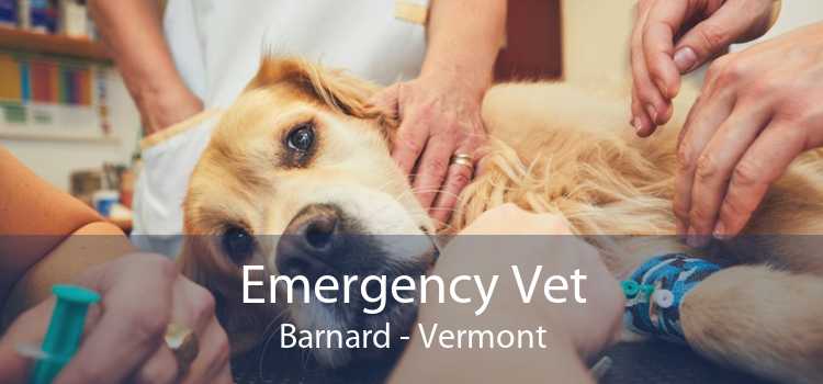 Emergency Vet Barnard - Vermont