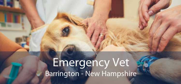 Emergency Vet Barrington - New Hampshire