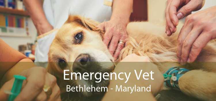 Emergency Vet Bethlehem - Maryland