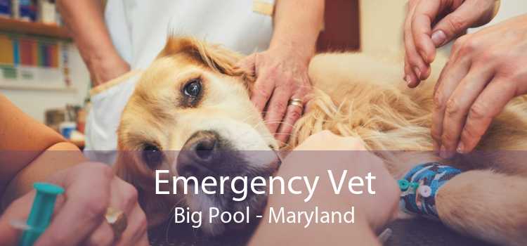 Emergency Vet Big Pool - Maryland
