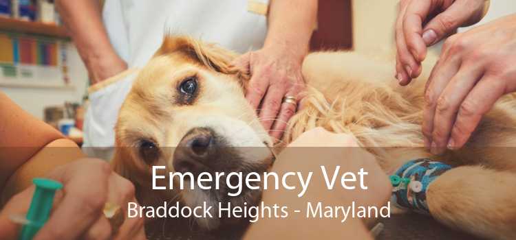 Emergency Vet Braddock Heights - Maryland