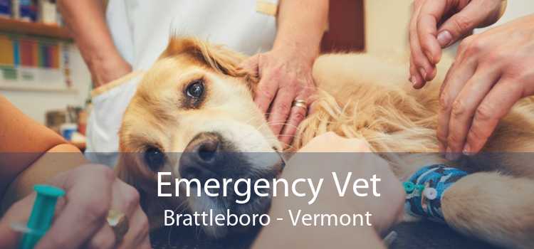 Emergency Vet Brattleboro - Vermont