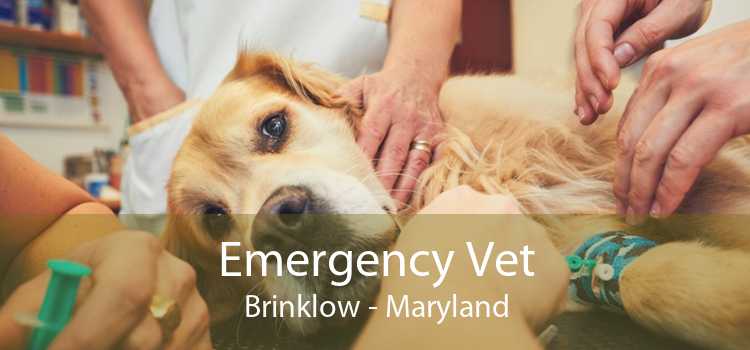 Emergency Vet Brinklow - Maryland