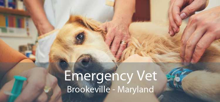 Emergency Vet Brookeville - Maryland