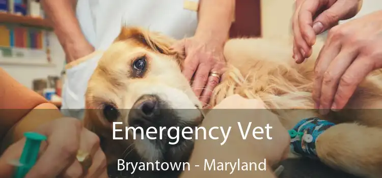 Emergency Vet Bryantown - Maryland
