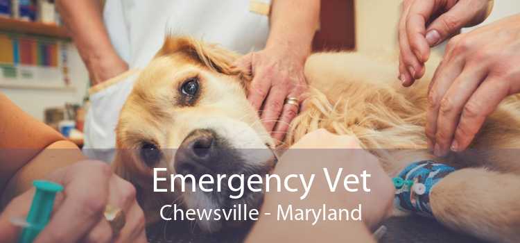 Emergency Vet Chewsville - Maryland