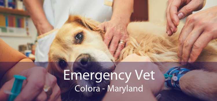 Emergency Vet Colora - Maryland