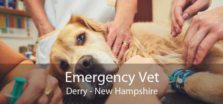 Emergency Vet Derry - New Hampshire