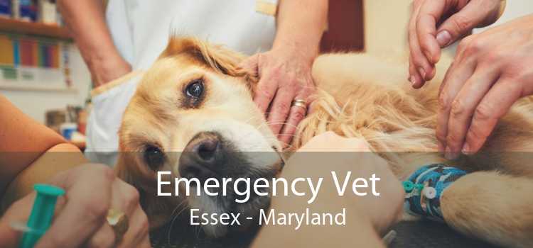 Emergency Vet Essex - Maryland