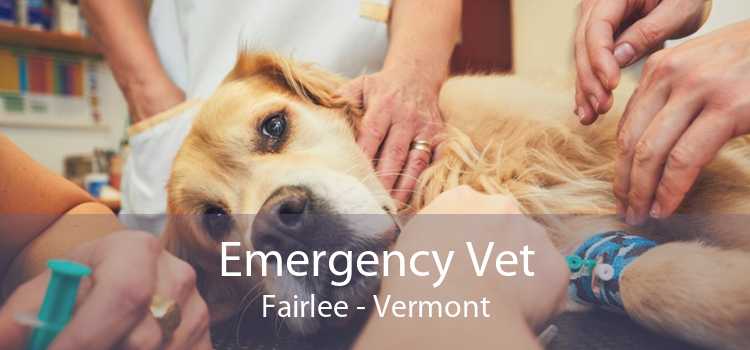 Emergency Vet Fairlee - Vermont