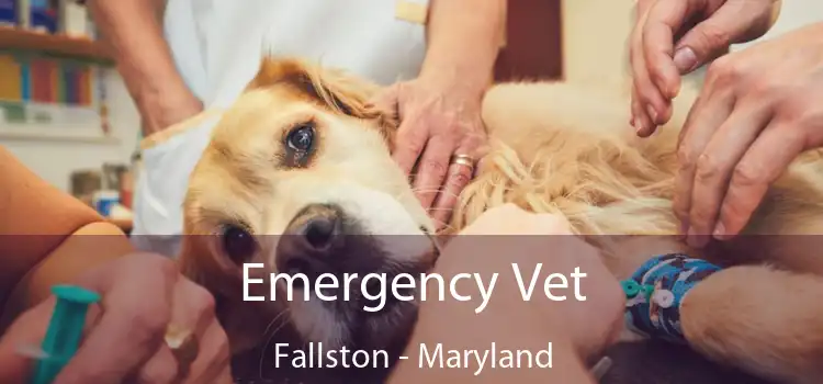 Emergency Vet Fallston - Maryland