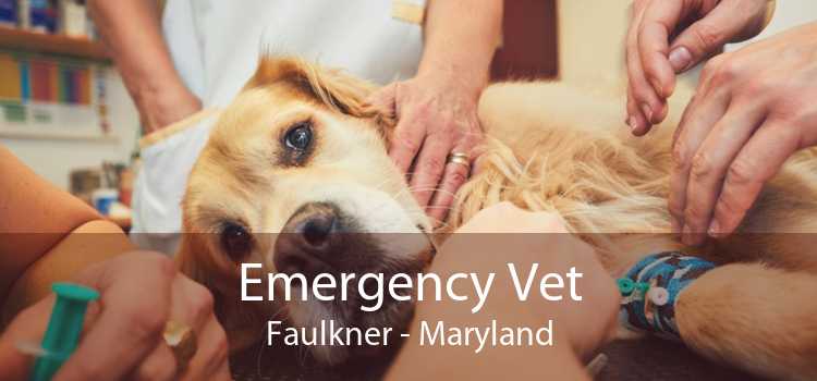 Emergency Vet Faulkner - Maryland