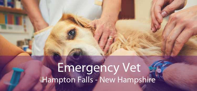 Emergency Vet Hampton Falls - New Hampshire