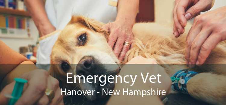 Emergency Vet Hanover - New Hampshire