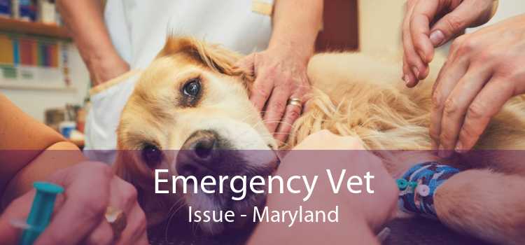 Emergency Vet Issue - Maryland