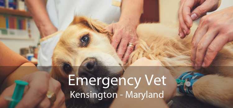 Emergency Vet Kensington - Maryland