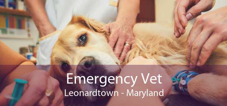 Emergency Vet Leonardtown - Maryland