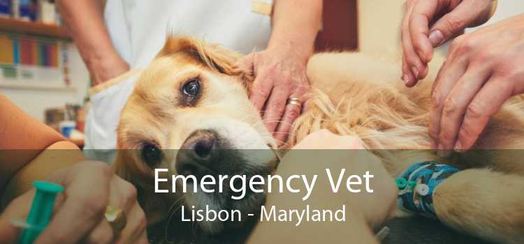 Emergency Vet Lisbon - Maryland