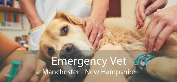 Emergency Vet Manchester - New Hampshire