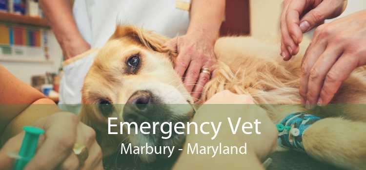 Emergency Vet Marbury - Maryland