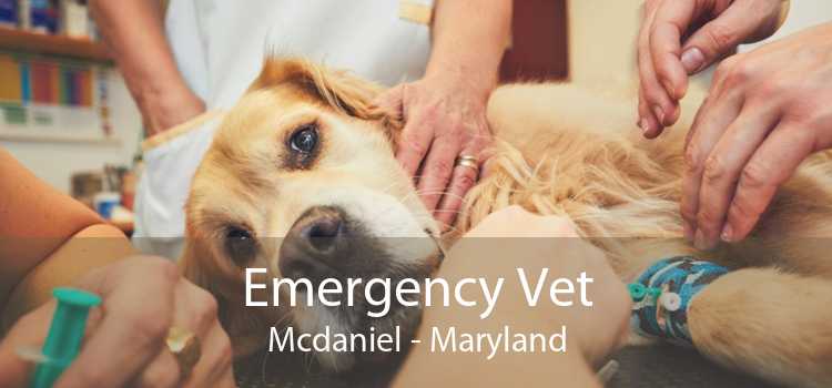 Emergency Vet Mcdaniel - Maryland