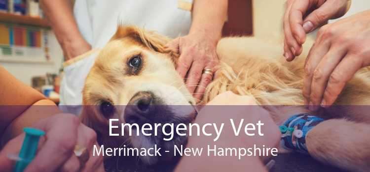 Emergency Vet Merrimack - New Hampshire