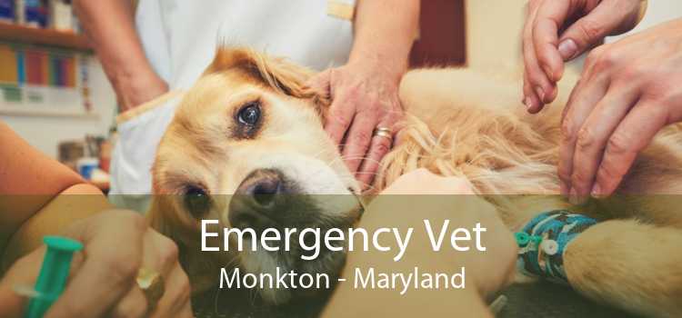 Emergency Vet Monkton - Maryland