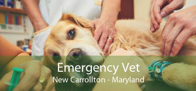 Emergency Vet New Carrollton - Maryland