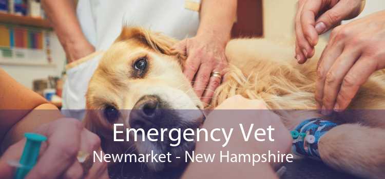Emergency Vet Newmarket - New Hampshire