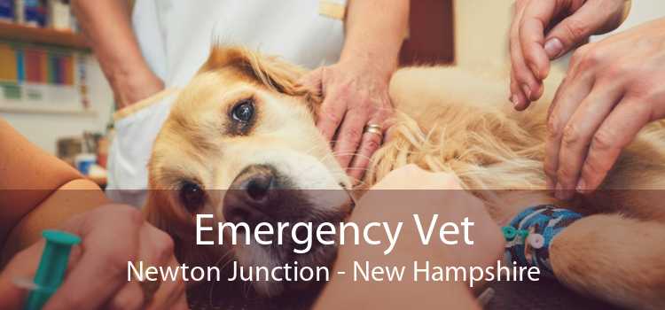 Emergency Vet Newton Junction - New Hampshire